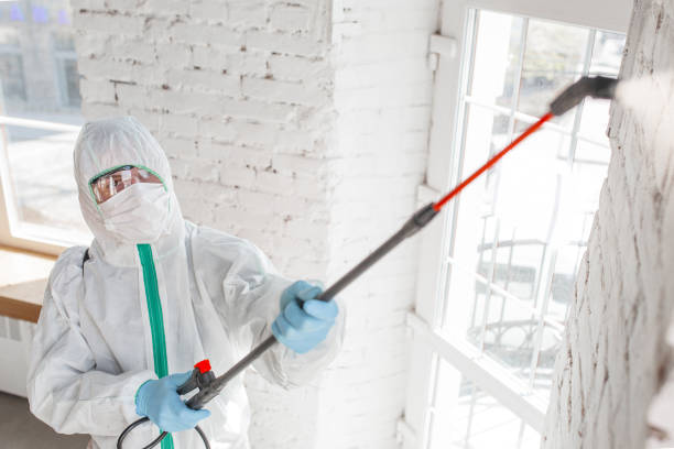 Trusted Santa Nella, CA Mold Inspection, Removal & Remediation Experts